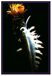 hervia costai (nudibranco).jpg (16742 byte)