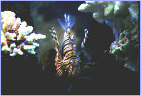 pterois volitans.jpg (24550 byte)