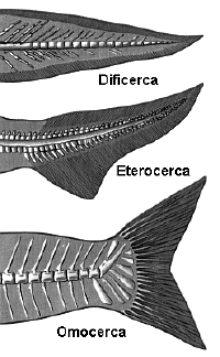 Pinne caudali.gif (62560 byte)